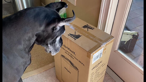 Cat Watches Great Danes Open Box With Funny Warning Label