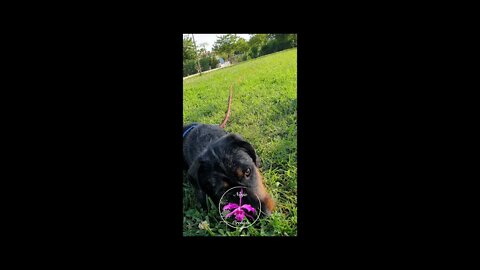 King #HarlequinDachshund | Let's Play! #shorts