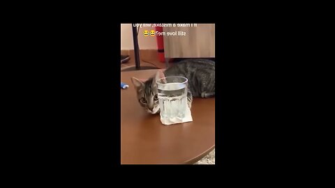 Funniest Cats and Dogs🐶🐱 Funny Animal Videos