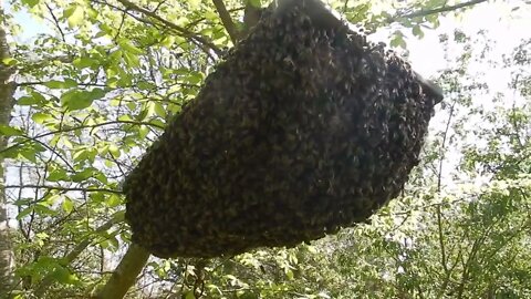 Regroupement des abeilles sous la planche Japonaise.