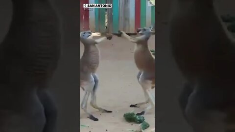 FACE OFF: Kangaroos tussle around in their enclosure in#SanAntonio zoo