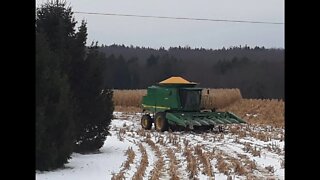 trying to harvest some more corn