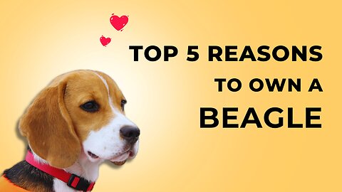 Why should you consider have a Beagle?