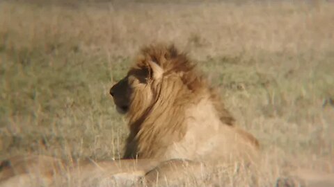 Lions, Live From Maasai Mara | Zebra Plains