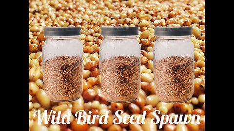 How To Make Wild Bird Seed Spawn For Fungi Growing!