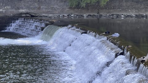 Salmon run Humber River 2022 edition 44