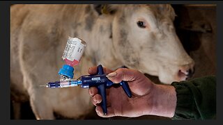 American Farmers To Begin Injecting Livestock With mRNA Shots This Month!