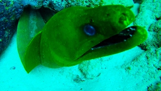 Diver comes dangerously close to giant moray eel