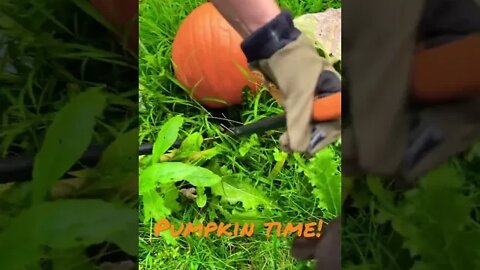 #Labrador helps momma harvest from our #PumpkinPatch #Shorts #shortsvideo