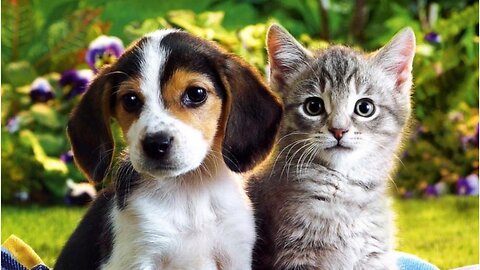 Funniest Dog and Cat Videos 🐶😸