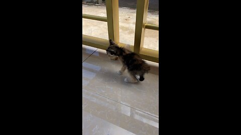 Cute kitten roaming around