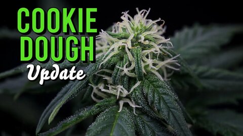 Cookie Dough: Grow UPDATE!!