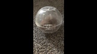Bulking hamster 5
