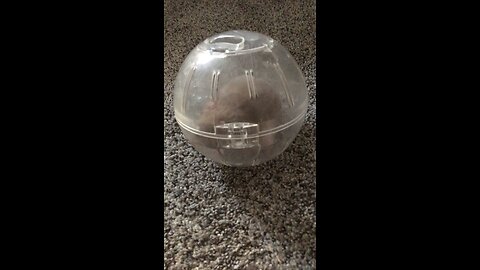 Bulking hamster 5