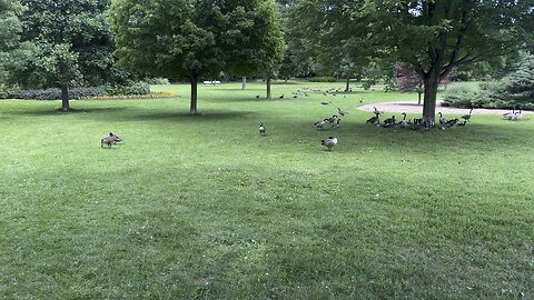 Canada Geese. Some angry some just chillin