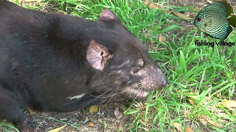 The Tasmanian devil is the world's largest carnivorous marsupial | Fishing Village