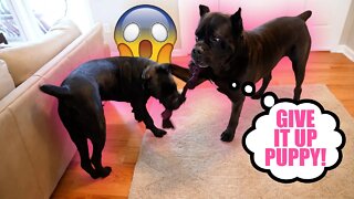 Cane Corso Puppy Wrestle Over Toy RAW video