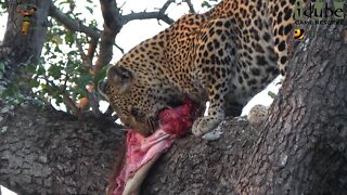 Leopard And Cub - Life Outside The Bushcamp - 47: Hoisted Meal