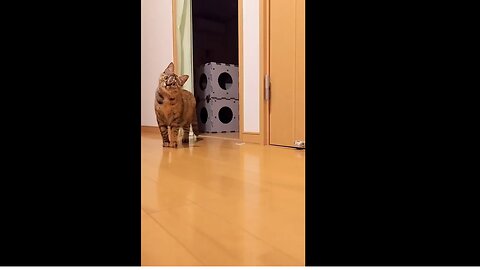 New cat and dog funny videos || 2022