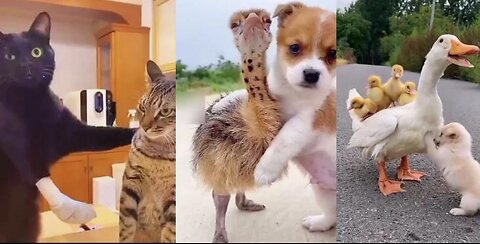 Funny video of cute animals together😂