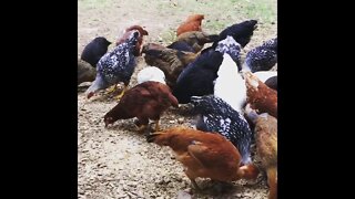 Chickens in the Barnyard