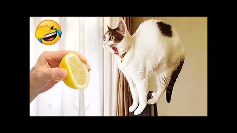 New Funny Videos 2022 😍 Cutest Cats and Dogs 🐱🐶