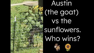 Who wins? The goat or the sunflowers?
