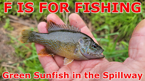 Green Sunfish in the Spillway