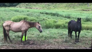 Horse watch: The brumbies watching me drive back, the 3 stooges at the fence, Cleo has bitten Arthur