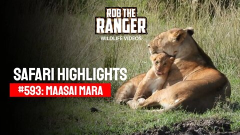 Safari Highlights #593: 28 Feb & 01 Mar 2021 | Maasai Mara/Zebra Plains | Latest Wildlife Sightings