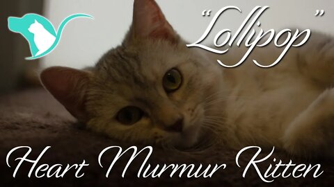 "Lollipop" | 6 month old heart murmur kitten for adoption