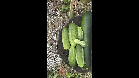 It’s About Pickling Time 🥒 Chamberlin Family Farms #cucumbers #pickels #farming #homesteading