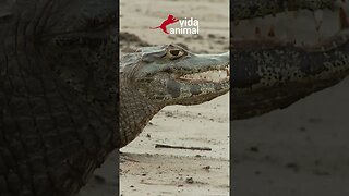 O GAMBÁ NÃO VIU O JACARÉ ATRÁS DELE - VIDA ANIMAL