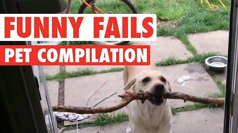 Funny Cats and dogs Compilation