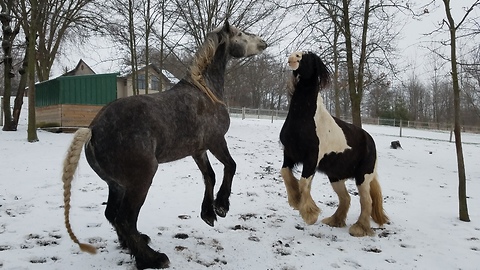 Happy Friesdale horses greet Mom in the morning