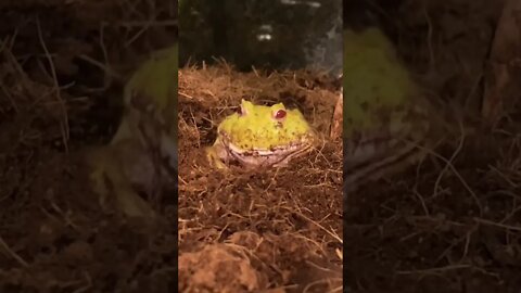 Mango the Frog