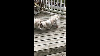 Dogs doing Wrestlemania WWE