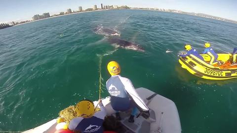 Humpback whale freed from shark net