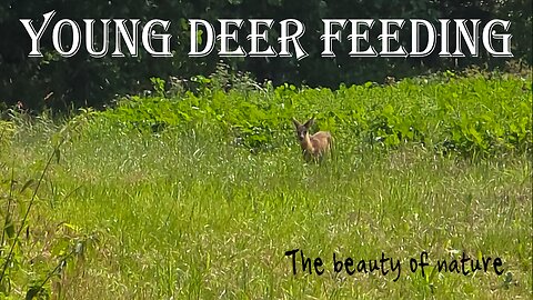 A young cute deer eating / a beautiful deer in nature.