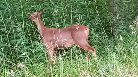 Red deer at close quarters....