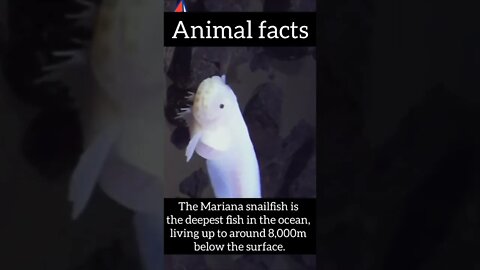 fascinating facts facts #shorts #science