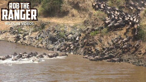 Gnus And Zebra Crossing The Mara River | Maasai Mara Great Migration | Zebra Plains
