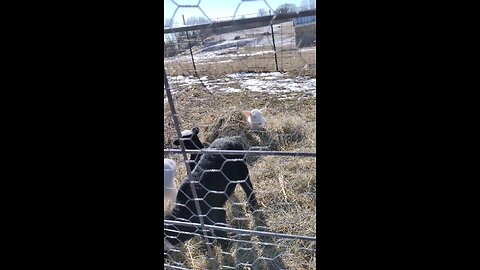 Have you ever talked to a lamb? Their little noises are just to cute. Love having lamb friends.