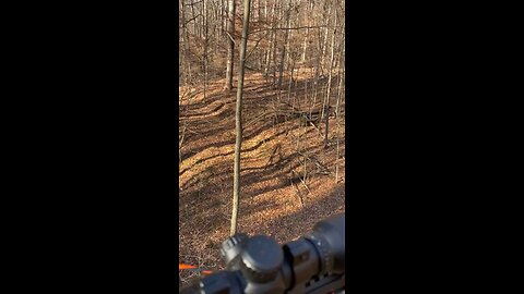 Whitetail deer hunting Ohio