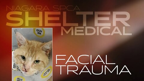 Friendly kitty with severe facial laceration | Niagara SPCA Shelter Medical