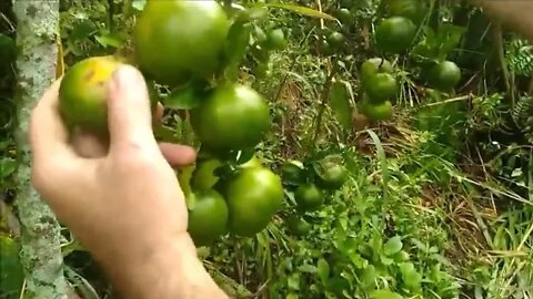 Veja como deixar o pé de poncam orgânico cheio de frutos com simples cuidados