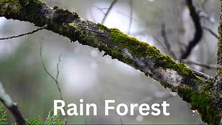 Rainforest Retreat: Calming Sounds of Rain on Leaves" For Stress Relief.