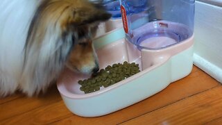 Unboxing: Automatic Pet Feeder Small&Medium Pets Automatic Food Feeder and Waterer Set 3.8L, Travel