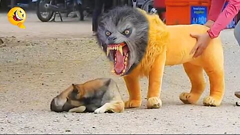 Troll Prank Dog Funny & fake Lion and Fake Tiger Prank To dog & Huge Box Prank to dog