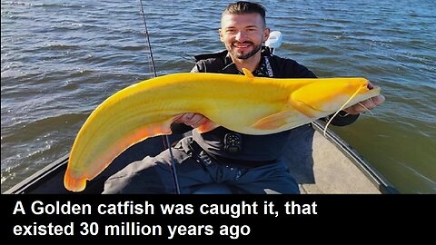 A Golden catfish was caught it, that existed 30 million years ago